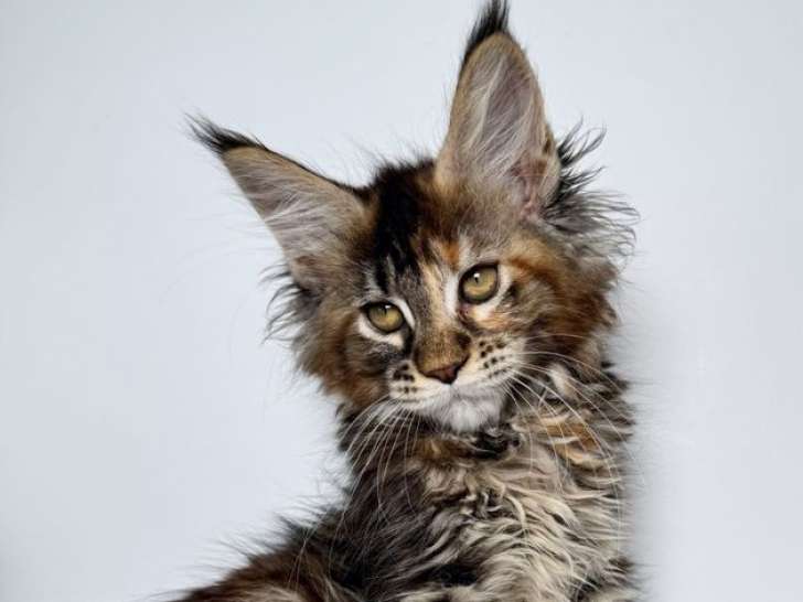 Chatons Maine Coon LOOF à réserver