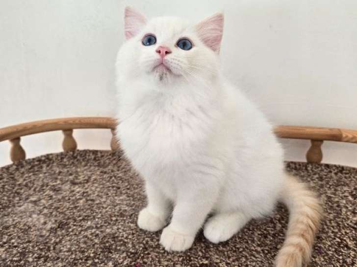 Chaton Ragdoll mâle LOOF à vendre