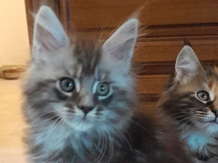 Chatons Maine Coon LOOF à vendre