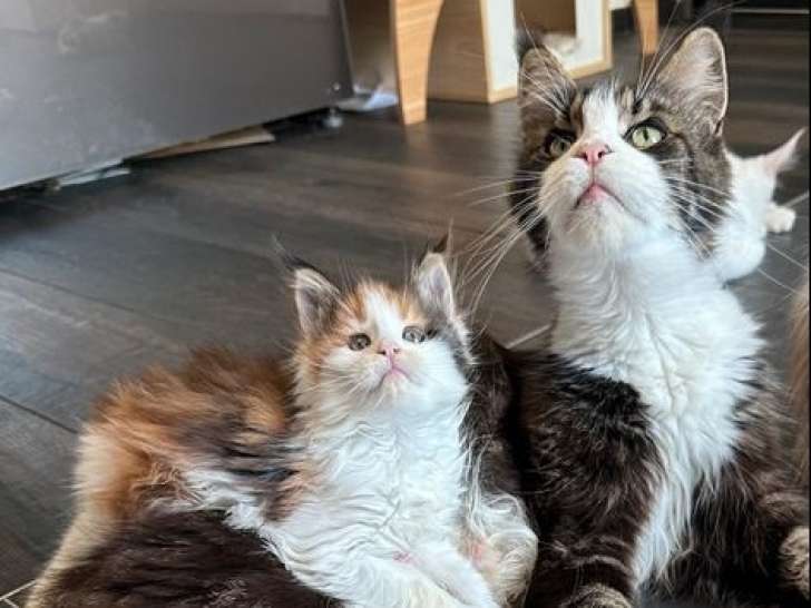 À réserver: 7 Chatons Maine Coon LOOF