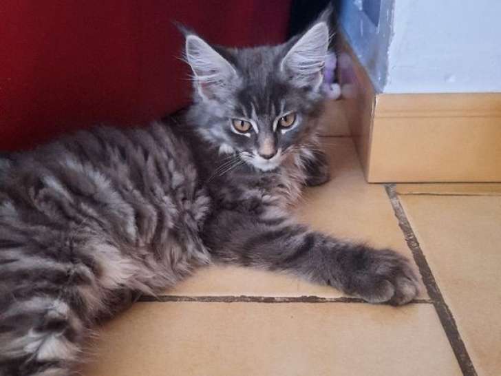 2 chatons Maine Coon femelles LOOF Polydactyles à vendre