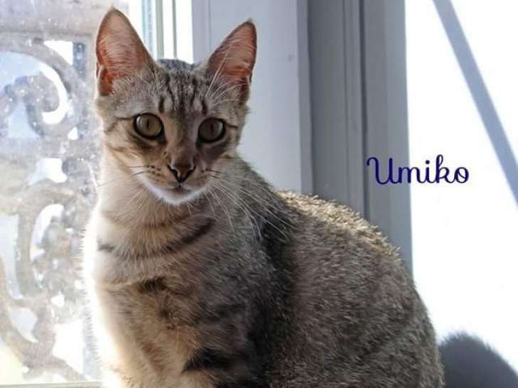 Disponible à l'adoption : chat tigré