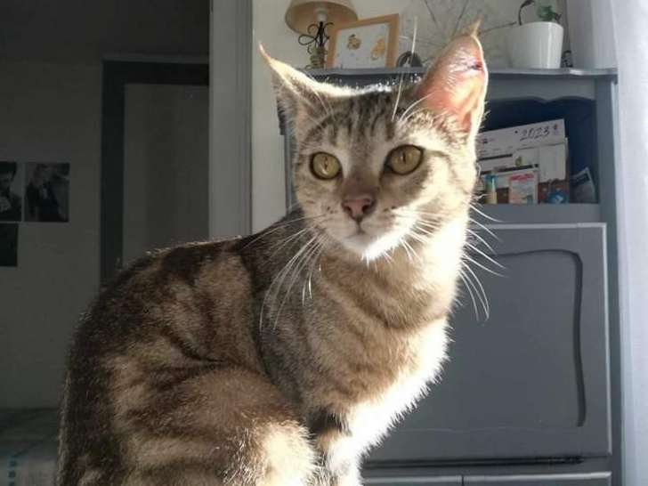 En attente d'adoption : chatte d'un an