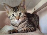 Chatonne de 3 mois en attente d'adoption