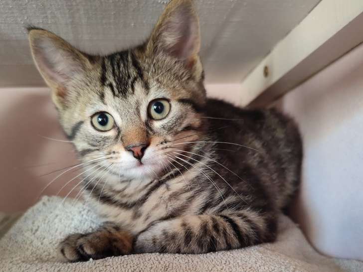 Chatonne de 3 mois en attente d'adoption