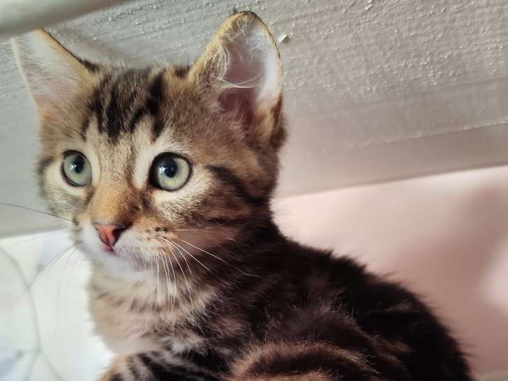 Chaton femelle tigré à la recherche d'une famille