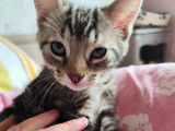 Chaton femelle tigré à la recherche d'une famille