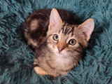 Chaton femelle tigré à la recherche d'une famille