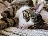 À adopter, chat tigré blanc