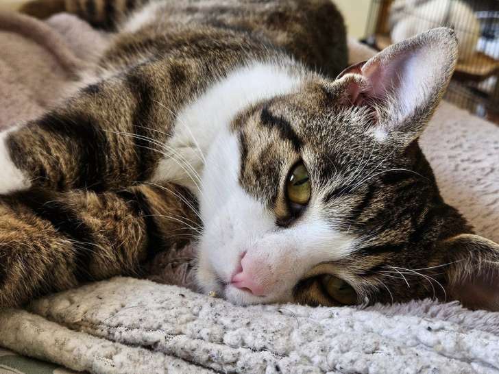 À adopter, chat tigré blanc