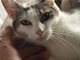 À la recherche d'un foyer, chatte gris et blanc