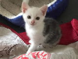 À adopter : chaton femelle de 2 mois