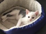 À adopter : chaton femelle de 2 mois