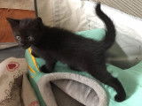 Disponible à l'adoption : chaton femelle noir