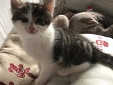 En attente d'adoption : chaton mâle tigré gris