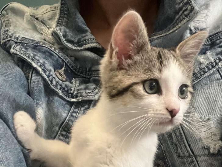 À la recherche d’un foyer : chatonne de trois mois
