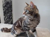 À la recherche d'un foyer, chat d'un an