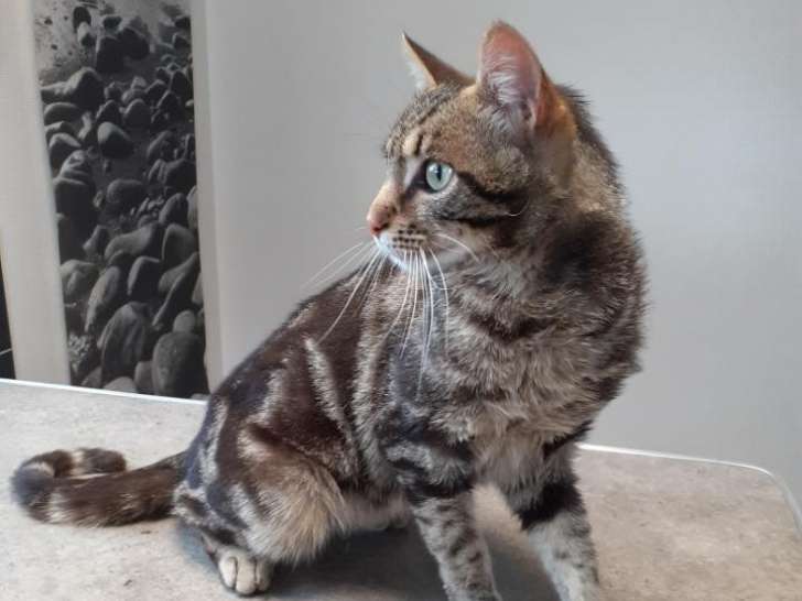 À la recherche d'un foyer, chat d'un an
