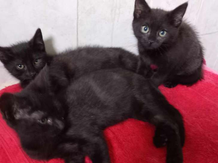 En attente d'adoption : chaton mâle de 3 mois