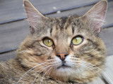 Disponible à l'adoption : chat tigré