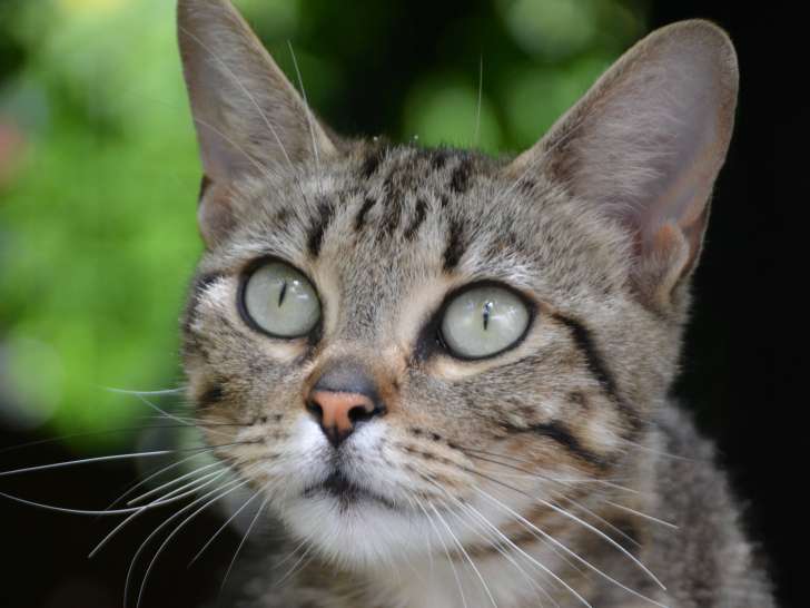 En attente d'adoption : chatte âgée de 3 ans