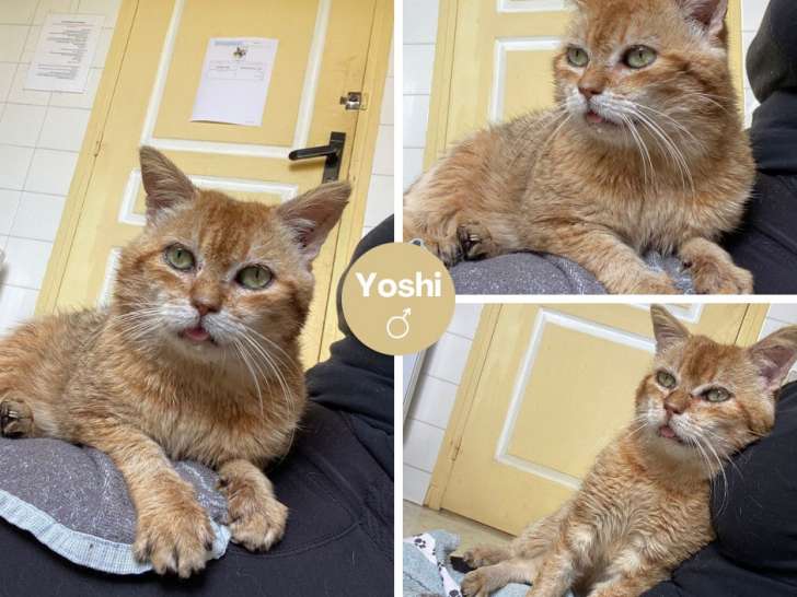 À la recherche d'un foyer : chat de 3 ans
