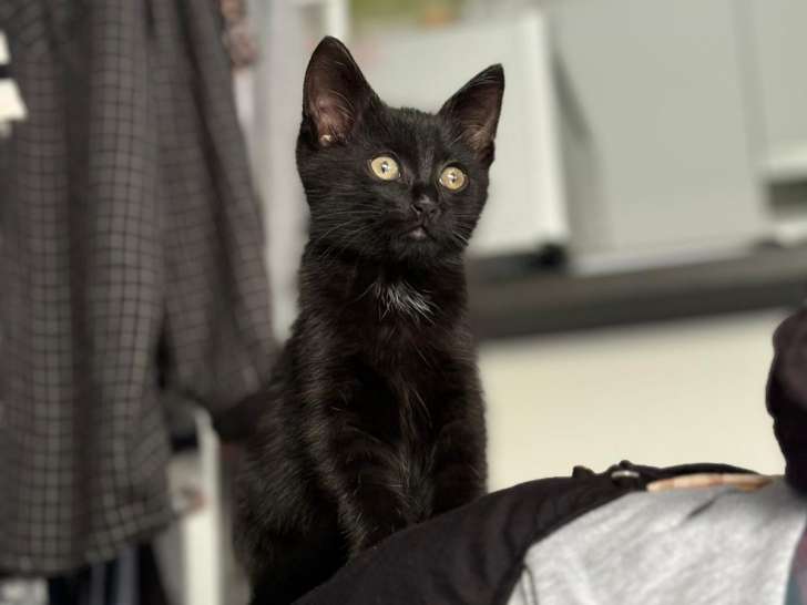Chaton mâle à la recherche d'une famille