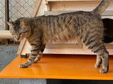 Disponible à l'adoption : chat de 2 ans
