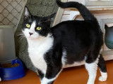 En attente d'adoption : chat âgé de 2 ans