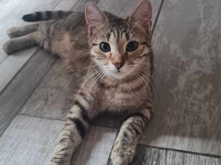 À la recherche d’un foyer : chatonne tigrée
