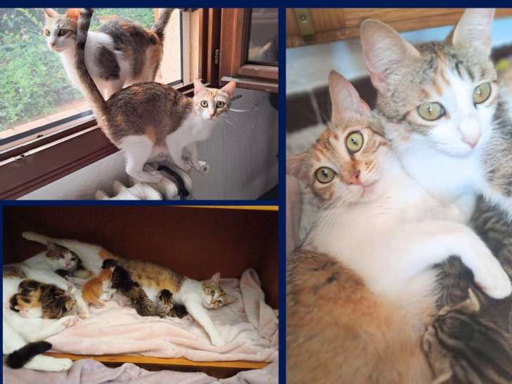2 chattes tricolores à adopter