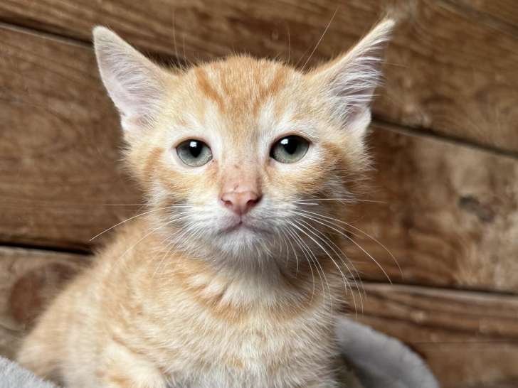 Chaton mâle de 4 mois en attente d'adoption