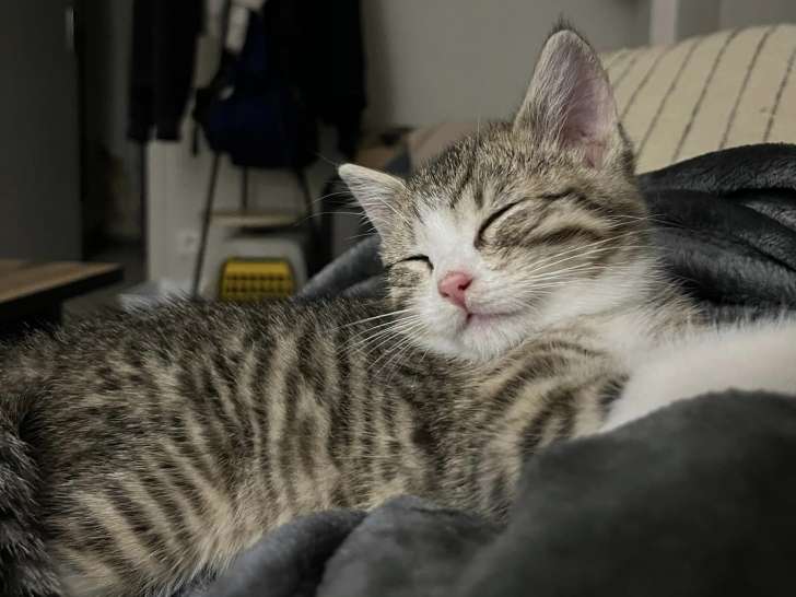 Chaton mâle âgé de 4 mois à la recherche d'une famille