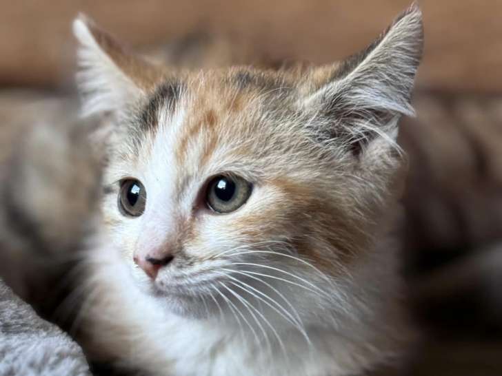 À adopter, chaton femelle âgé de 4 mois
