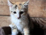 À adopter, chaton femelle âgé de 4 mois