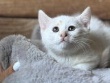 Disponible à l'adoption, chaton femelle de 4 mois
