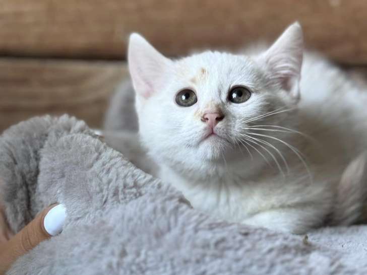 Disponible à l'adoption, chaton femelle de 4 mois