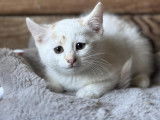 Disponible à l'adoption, chaton femelle de 4 mois