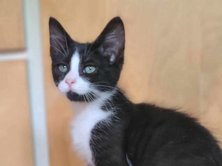 En attente d'adoption, chaton femelle de 4 mois