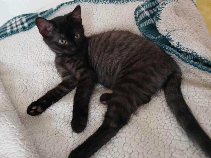 À la recherche d'une famille, chatonne de 4 mois