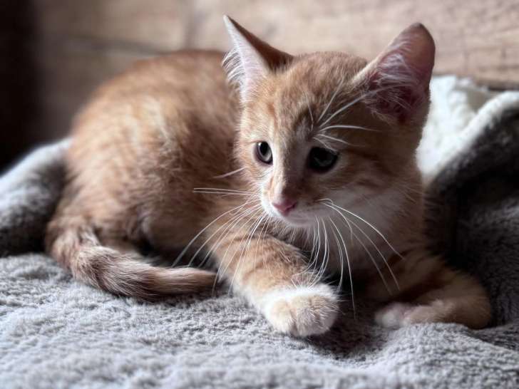 Chaton mâle en attente d'adoption
