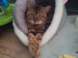 Chat mâle Bengal LOOF disponible pour saillie