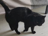 Chat noir à adopter