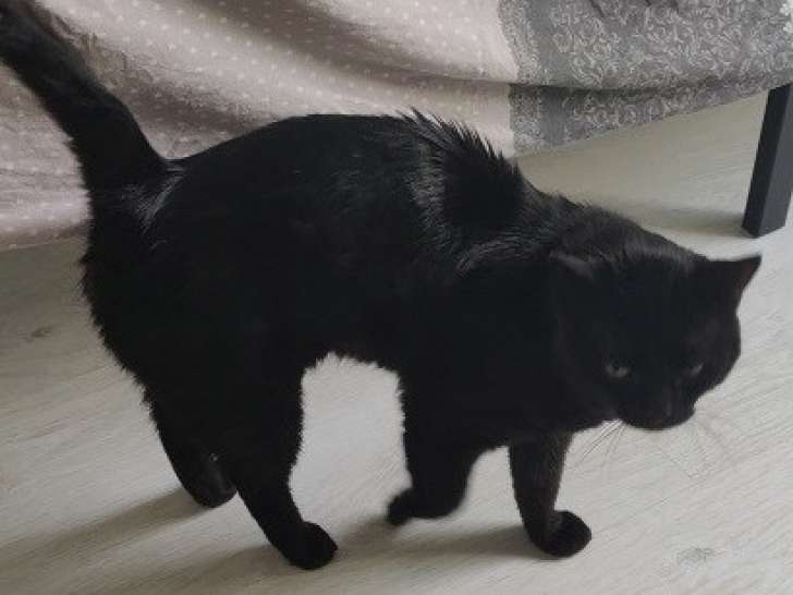 Chat noir à adopter