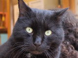 Adoption disponible : chat noir