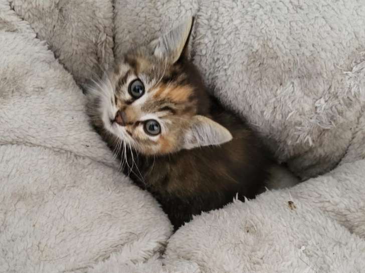 Disponible à l'adoption : chatonne de 2 mois