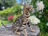 Chaton Bengal brown tabby