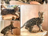 Chaton Bengal brown tabby