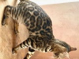 Chaton Bengal brown tabby