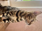 Chaton Bengal brown tabby